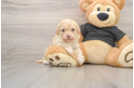 Smart Havapoo Poodle Mix Pup