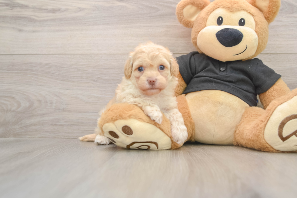 Smart Havapoo Poodle Mix Pup