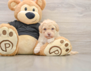 7 week old Havapoo Puppy For Sale - Seaside Pups