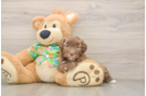 Playful Havadoodle Poodle Mix Puppy