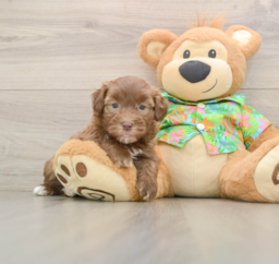 6 week old Havapoo Puppy For Sale - Seaside Pups