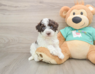 8 week old Havapoo Puppy For Sale - Seaside Pups