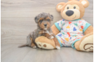 Havapoo Puppy for Adoption
