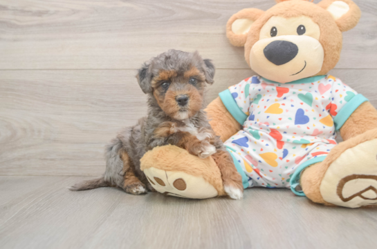 Havapoo Puppy for Adoption