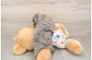 Hypoallergenic Havadoodle Poodle Mix Puppy