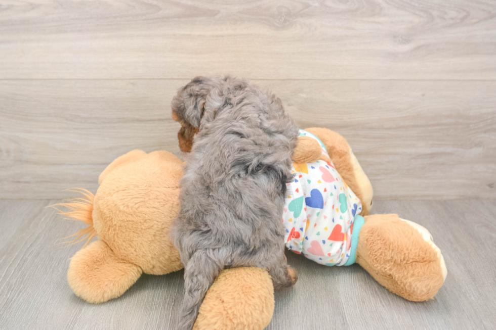 Hypoallergenic Havadoodle Poodle Mix Puppy