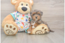 Petite Havapoo Poodle Mix Pup