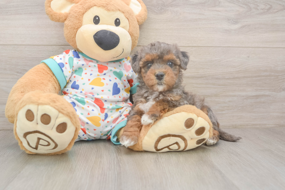 Petite Havapoo Poodle Mix Pup
