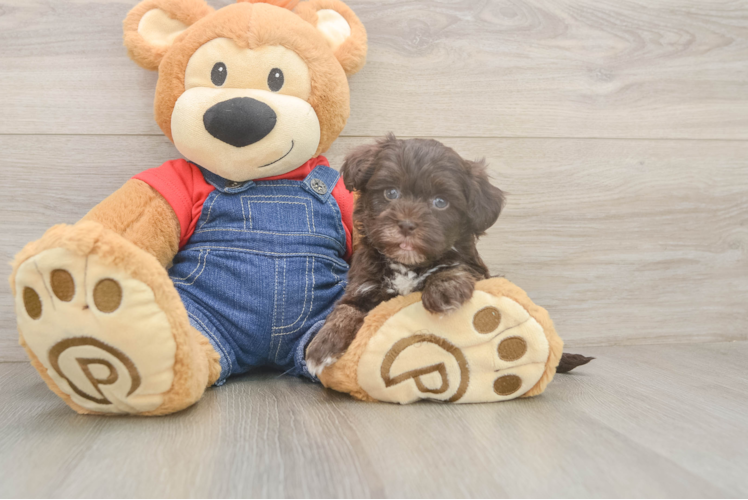 Havapoo Pup Being Cute