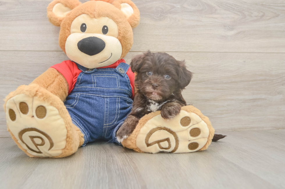 6 week old Havapoo Puppy For Sale - Seaside Pups