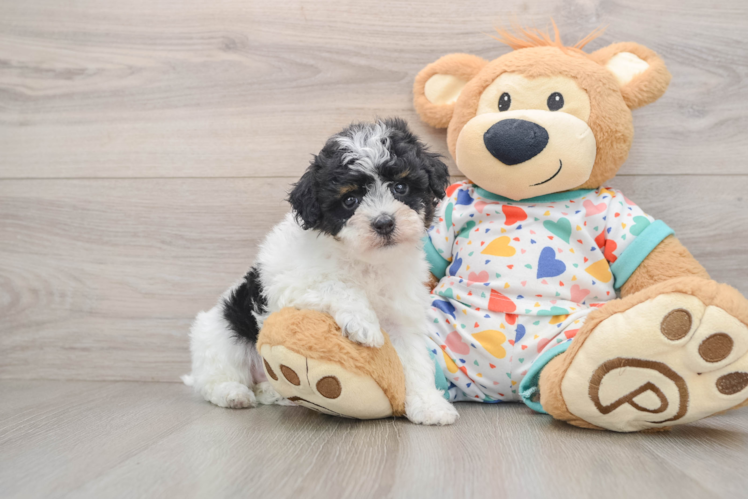 Energetic Havadoodle Poodle Mix Puppy