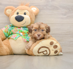 6 week old Havapoo Puppy For Sale - Seaside Pups