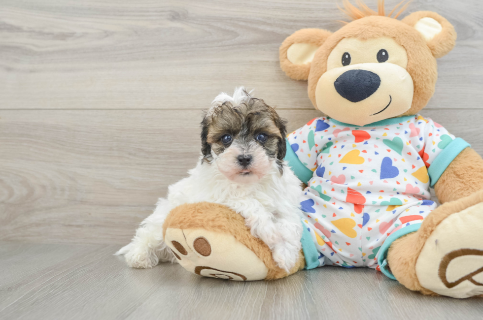 6 week old Havapoo Puppy For Sale - Seaside Pups