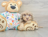9 week old Havapoo Puppy For Sale - Seaside Pups
