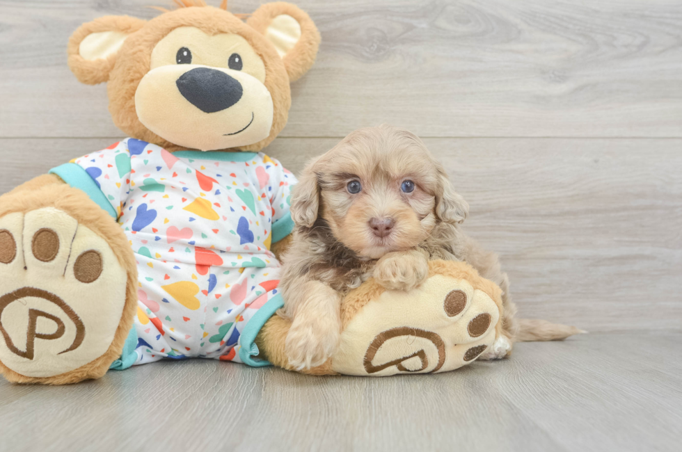 6 week old Havapoo Puppy For Sale - Seaside Pups