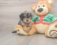 6 week old Havapoo Puppy For Sale - Seaside Pups