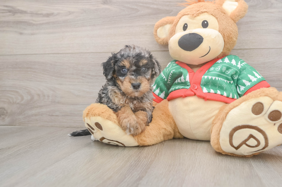 5 week old Havapoo Puppy For Sale - Seaside Pups