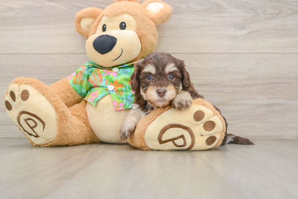 Havapoo Puppy for Adoption