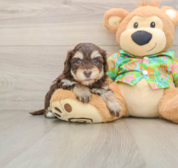 6 week old Havapoo Puppy For Sale - Seaside Pups