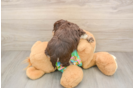 Havapoo Puppy for Adoption