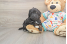 Popular Havapoo Poodle Mix Pup
