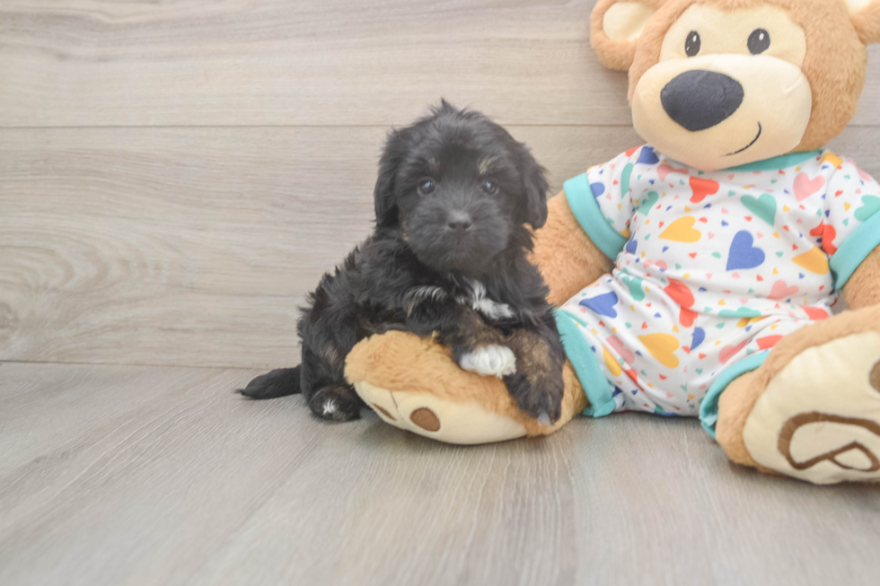 Popular Havapoo Poodle Mix Pup
