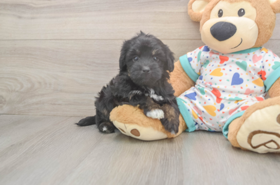 Popular Havapoo Poodle Mix Pup