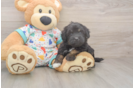 Best Havapoo Baby