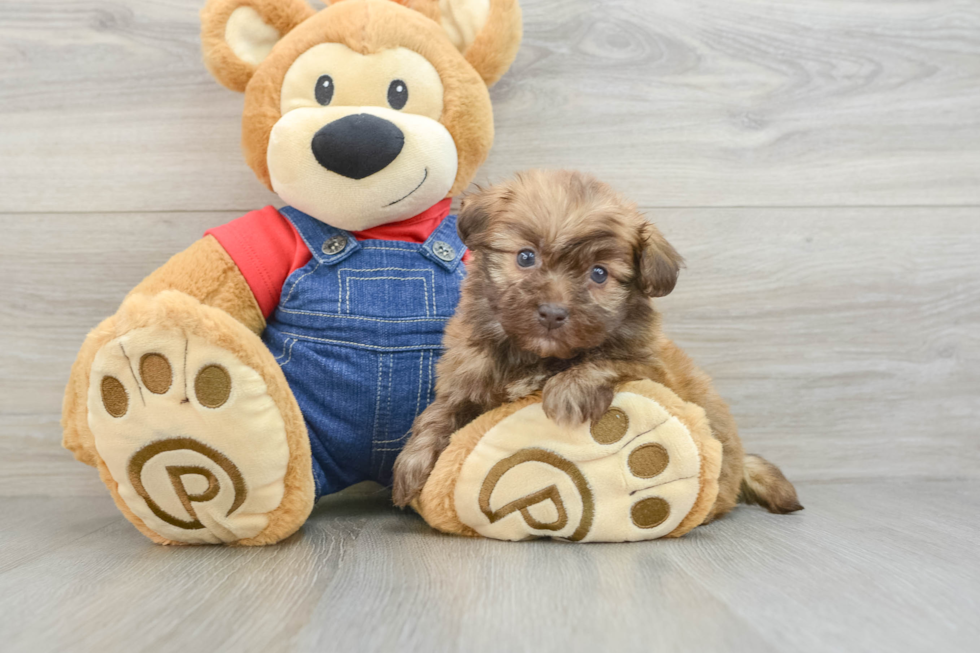 Funny Havapoo Poodle Mix Pup