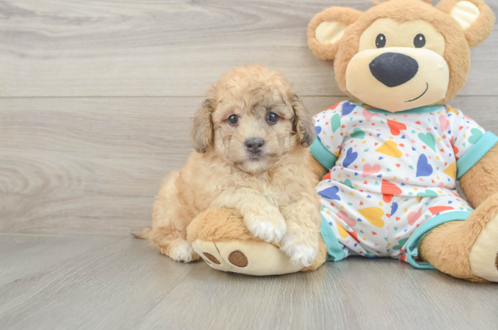 6 week old Havapoo Puppy For Sale - Seaside Pups