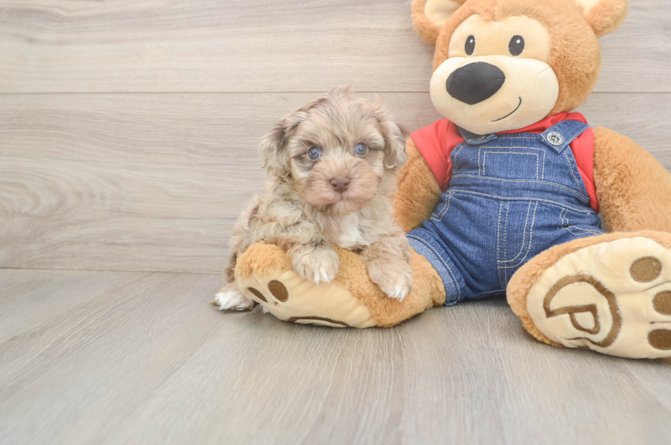 6 week old Havapoo Puppy For Sale - Seaside Pups
