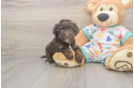 Petite Havapoo Poodle Mix Pup