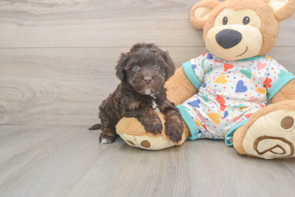 Petite Havapoo Poodle Mix Pup