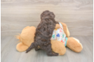 Adorable Havadoodle Poodle Mix Puppy