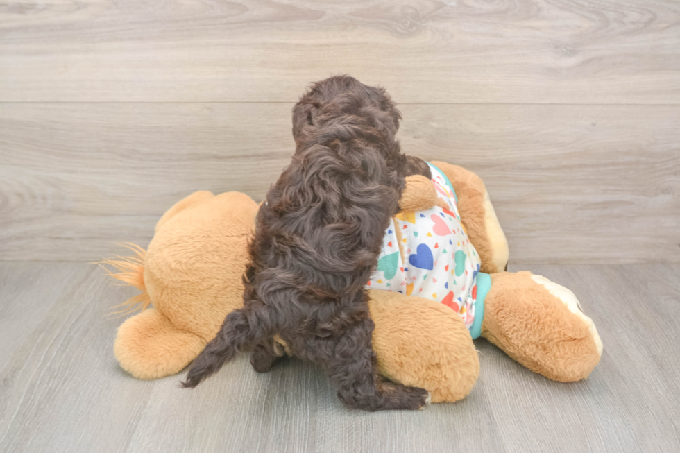Adorable Havadoodle Poodle Mix Puppy