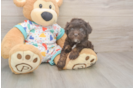 Havapoo Puppy for Adoption