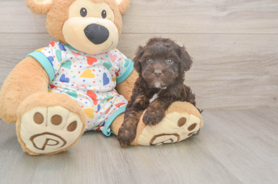 Havapoo Puppy for Adoption