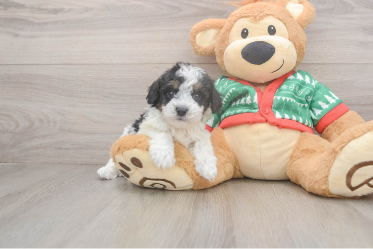 Havapoo Puppy for Adoption