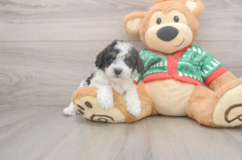 5 week old Havapoo Puppy For Sale - Seaside Pups