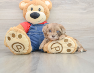 6 week old Havapoo Puppy For Sale - Seaside Pups