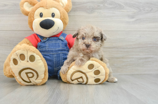 Fluffy Havapoo Poodle Mix Pup