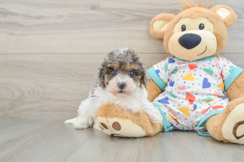 6 week old Havapoo Puppy For Sale - Seaside Pups