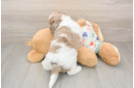 Havapoo Puppy for Adoption