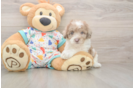 Petite Havapoo Poodle Mix Pup