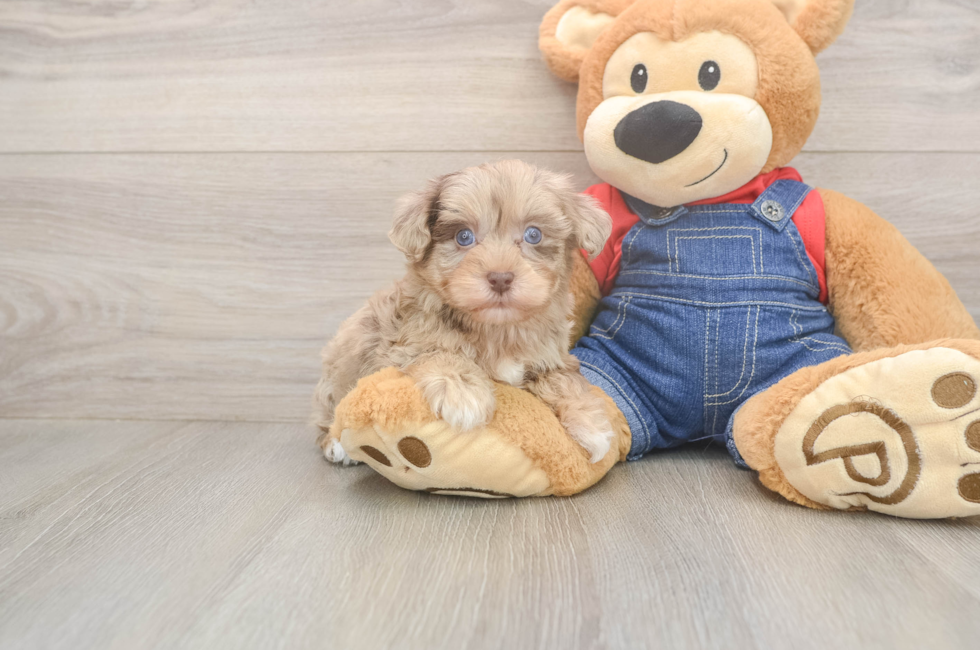 6 week old Havapoo Puppy For Sale - Seaside Pups
