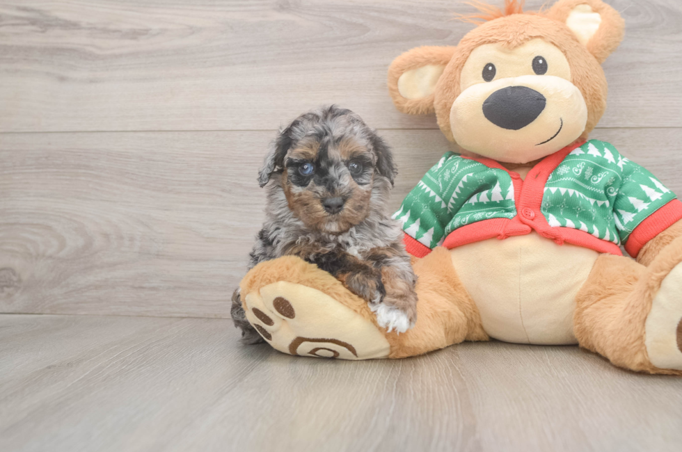 5 week old Havapoo Puppy For Sale - Seaside Pups