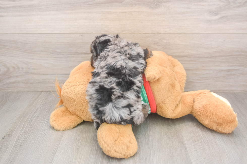 Havapoo Pup Being Cute