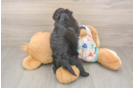 Petite Havapoo Poodle Mix Pup