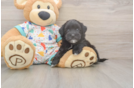Happy Havapoo Baby