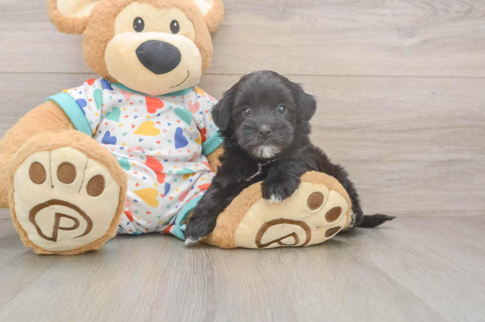5 week old Havapoo Puppy For Sale - Seaside Pups